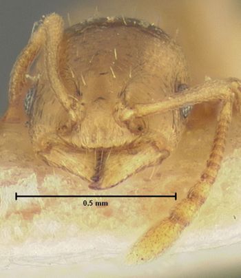 Media type: image;   Entomology 8677 Aspect: head frontal view